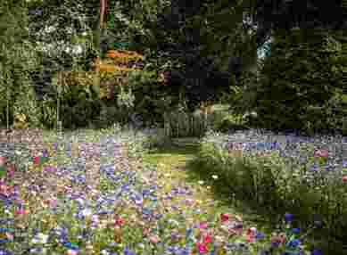 Wild Flower Meadow at The Farmhouse at Redcoats